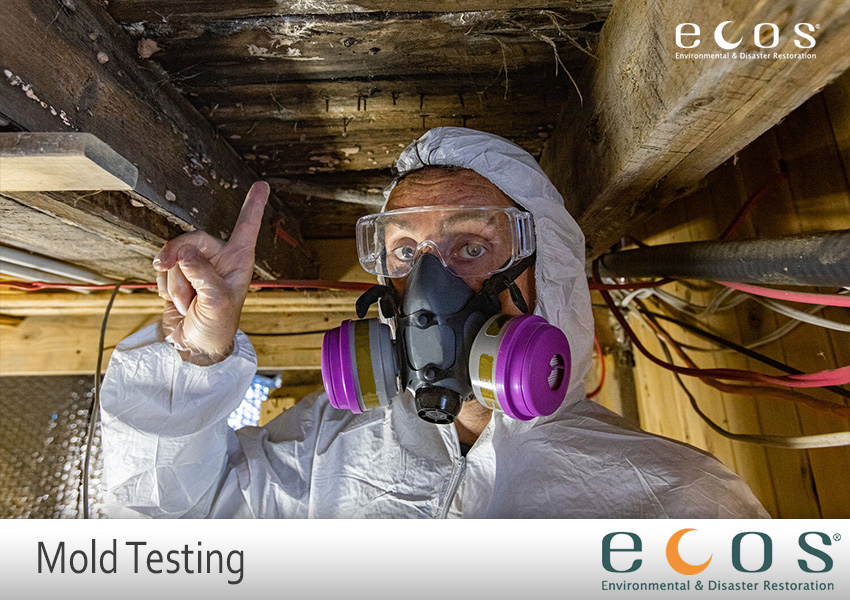 Mold Testing and Inspection Service - TFM Mold & Water