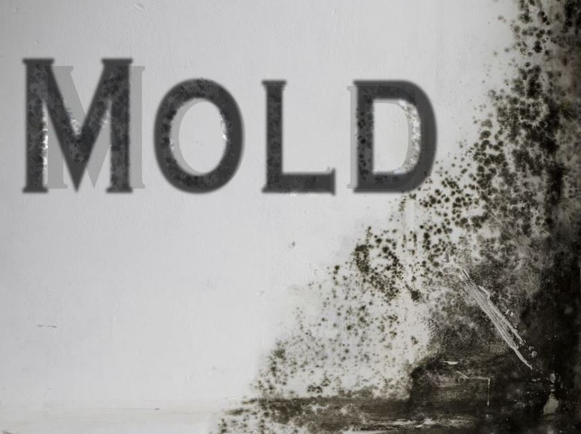 Mold Removal Grand Junction