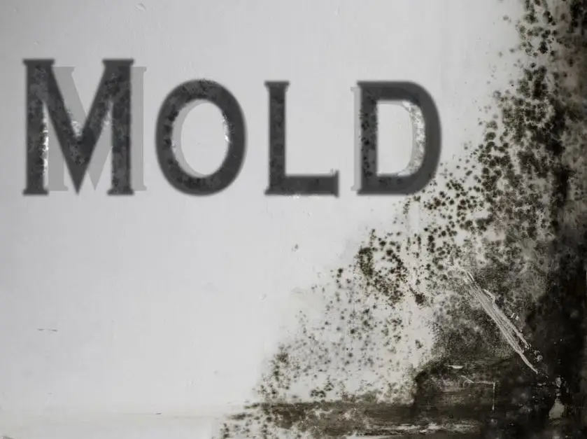 Mold Removal Grand Junction