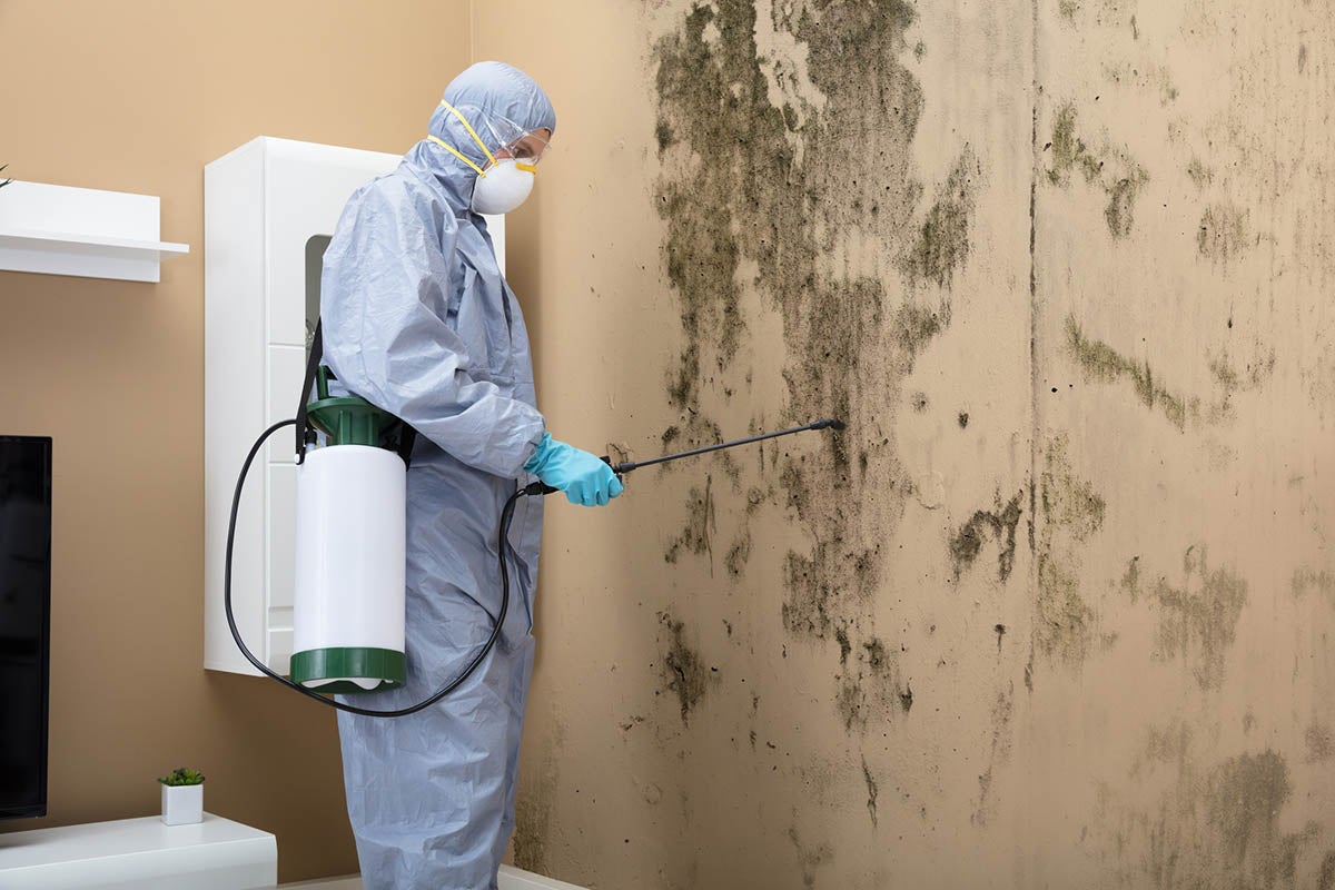 Professional Blacak Mold Removal Service