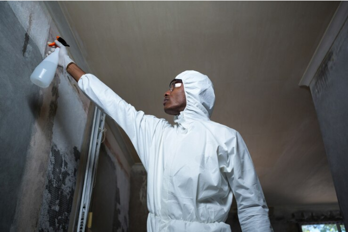 Can You Restore Your Home With Mold Remediation Services?